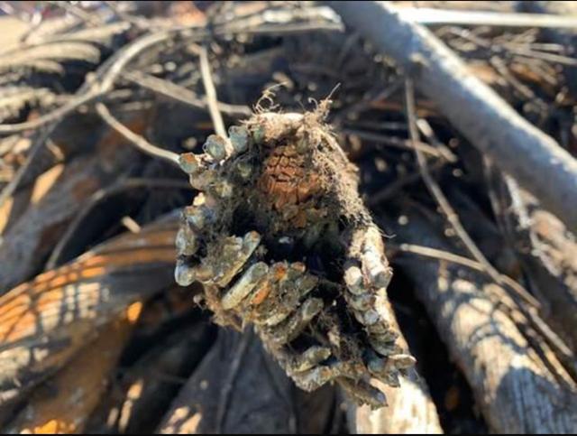 Heavy Copper Scrap